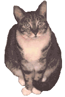 Bella, the Fat Tabby