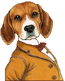 dressed male Beagle