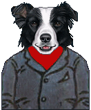 dressed male Border Collie graphic