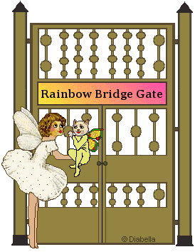 Rainbow Bridge Gate - cat - angel