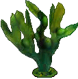 seaweed
