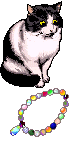 Cat with necklace