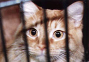 CACC  Cat