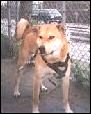 Rescued Dog