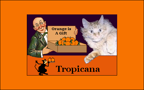 Tropicana the cat Banner